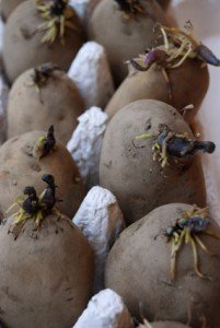 Jersey bennies, chitting happily in the greenhouse.